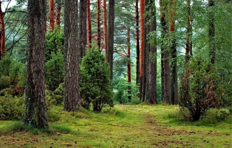 Zdrowy rozsądek kontra eko-szaleństwo: Jak zatrzymać ideologię dbając jednocześnie o naturę.